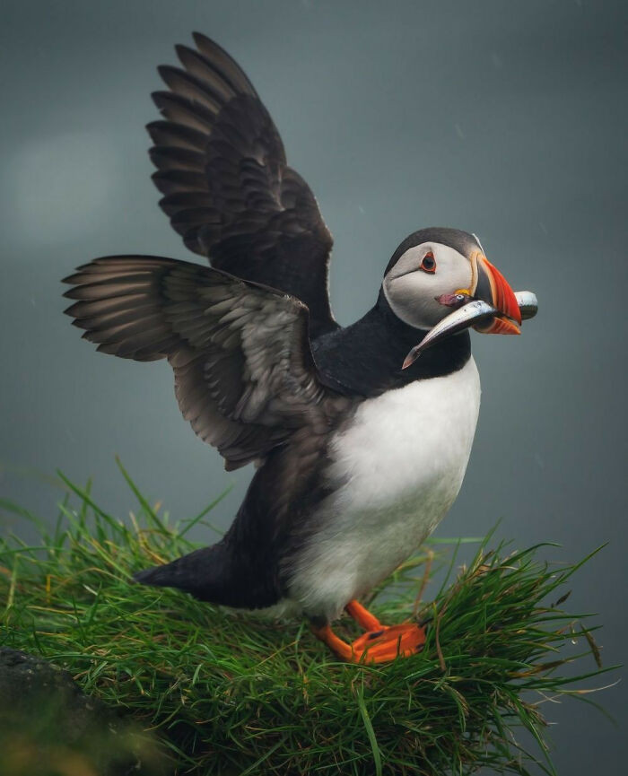 “Dinner Is Ready” By Natalia Grebesheva