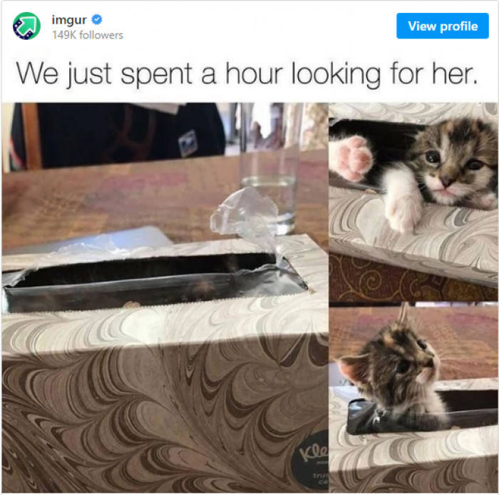 5. Who can hide better than this little guy right here?