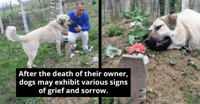 Heartbroken Dog Visits His Late Owner's Grave Every Day