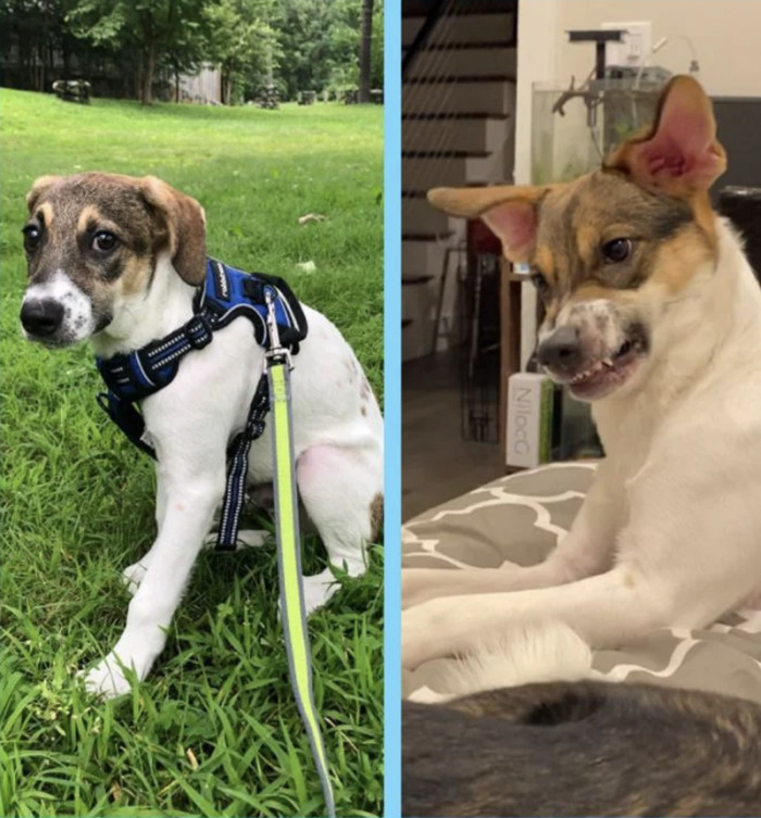 17. "Before and after, and some progress shots in between. Our first foster fail. I still can’t fathom why anyone would bother shopping for a pup unless for hypoallergenic reasons."