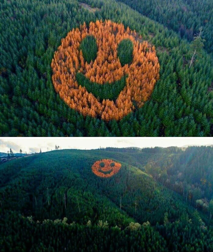 13. Buddy planted larch trees in the Douglas fir forest to create a smiley face. It returns each fall and makes a happy showing