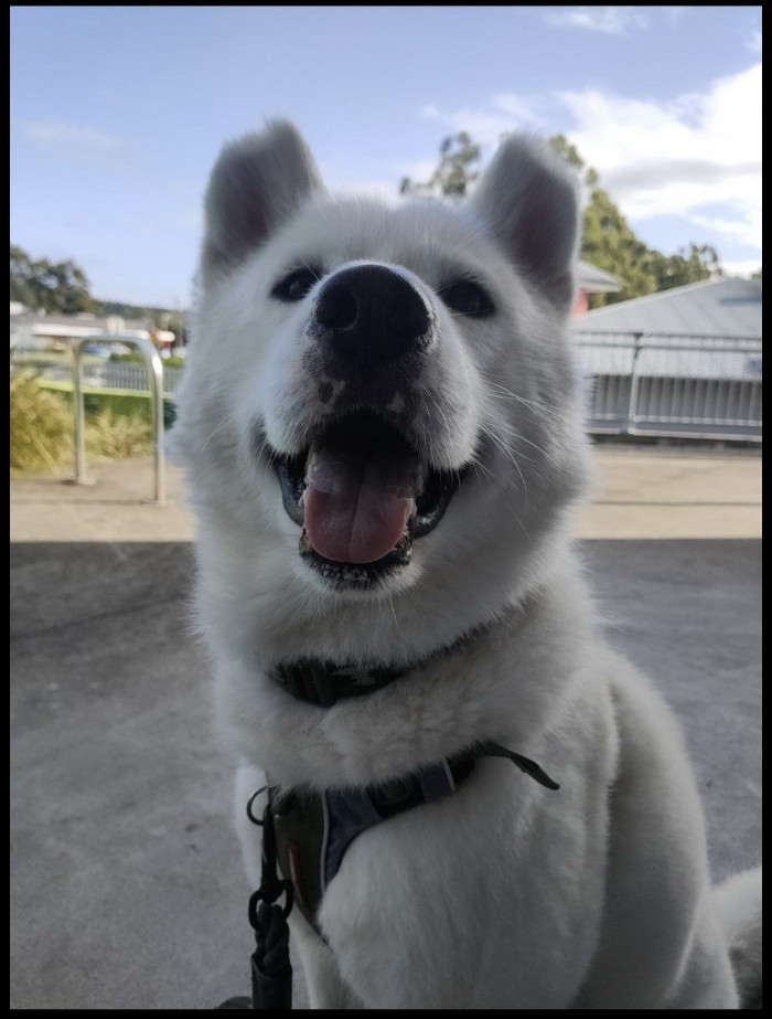 OP then ended her post by paying the pet tax: