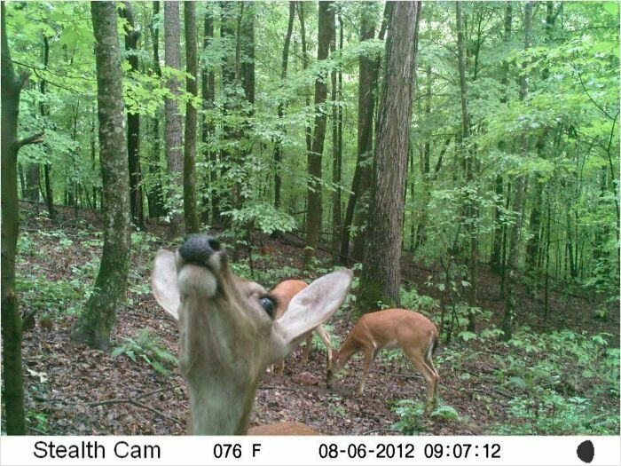 16. Deer Found The Stealth Cam