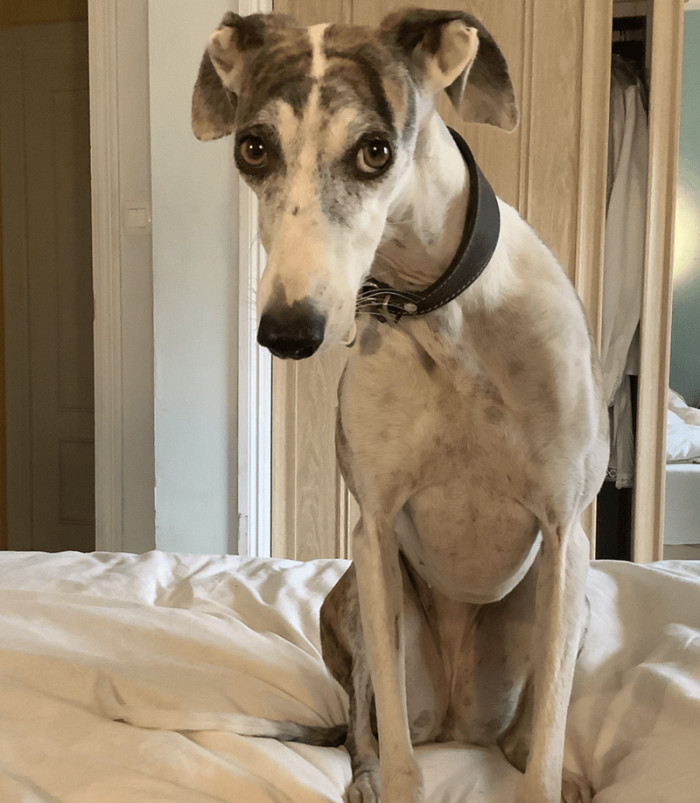 11. They are always excited whenever their beloved humans arrive.