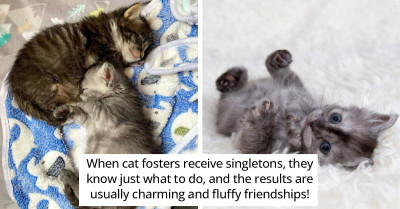 Two Lonely Kittens Who Lost Their Moms Become Best Friends In The Care Of Their Foster Home