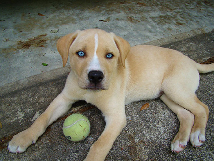 5. Labsky, which is a Labrador & Husky Mutt