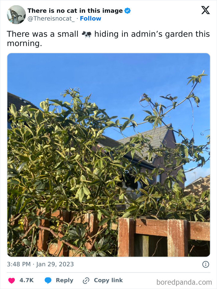 25. My Garden Never Grows Cats