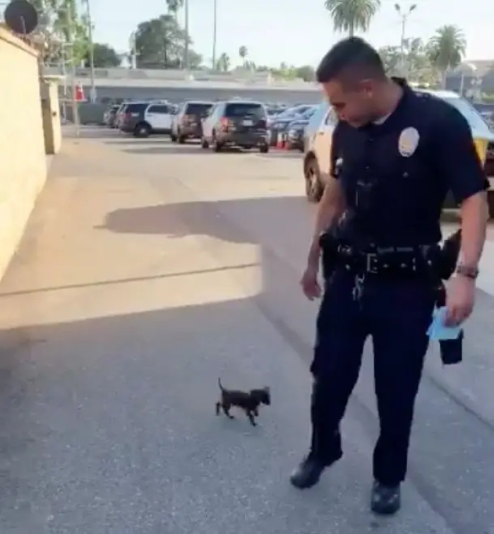 The officers rescued this fluffy ball, taking him to the police station.