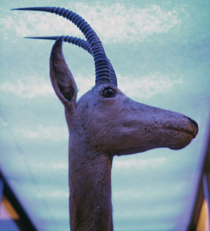 Bluebuck - Extinct Around 1799