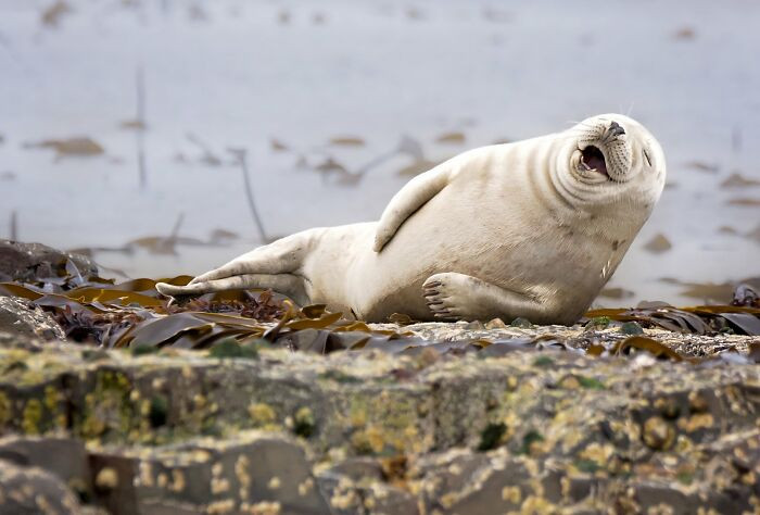 Harbor Seal Captured By Julie Hunt
