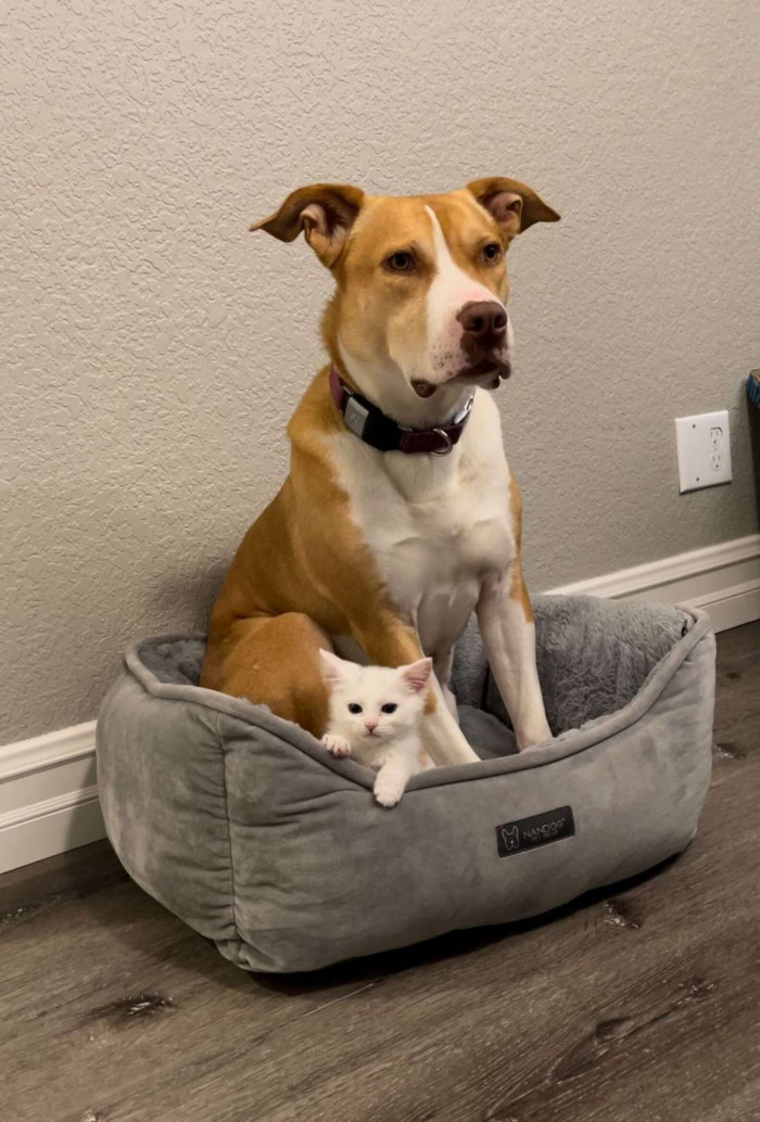 This will help kittens get adopted.