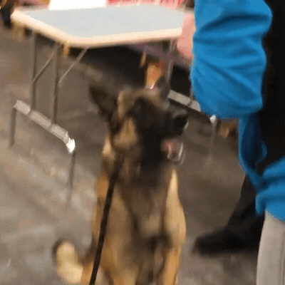 17. Belgian Malinois