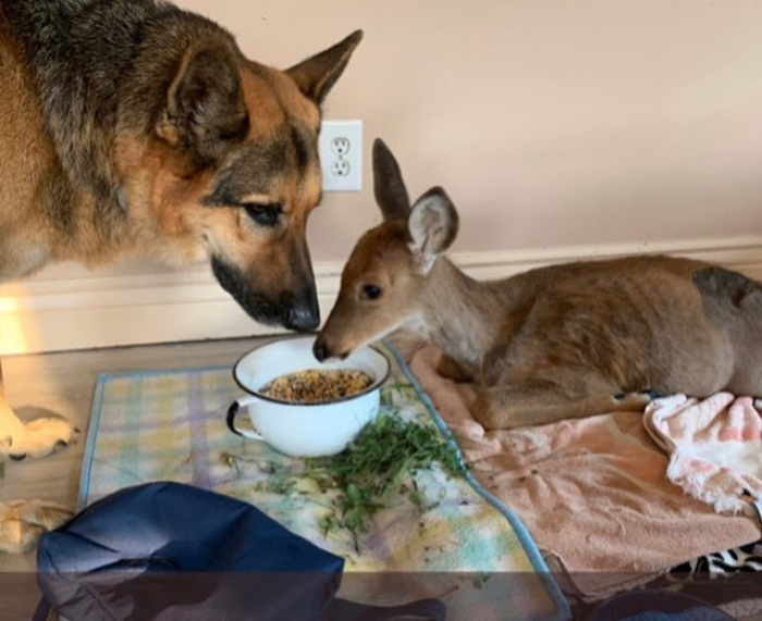 A gentle soul by nature, Sarge has demonstrated a strong paternal instinct.