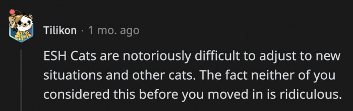 Someone Pointed Out That Both OP and Her Roommate Should Have Considered Their Cats Before Living Together.