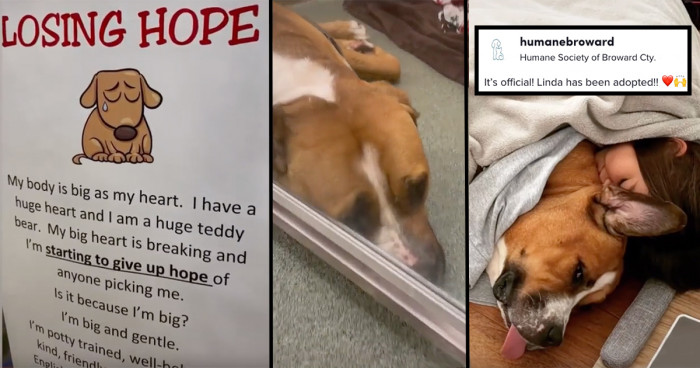 Adopters frequently pass over large dogs because they think they will be too difficult to handle.