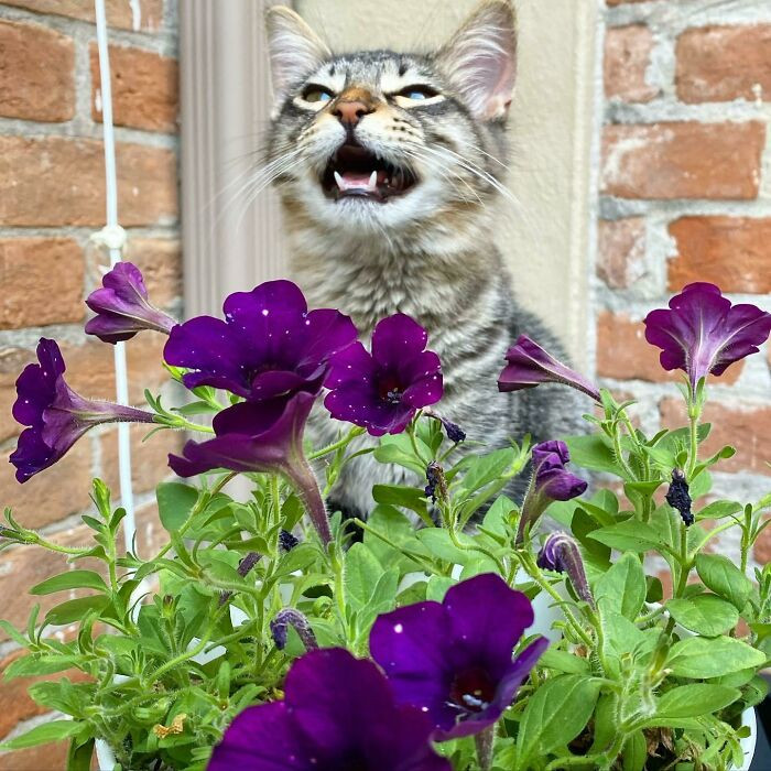 8. This is Arrow. He's excited whenever he's outside.