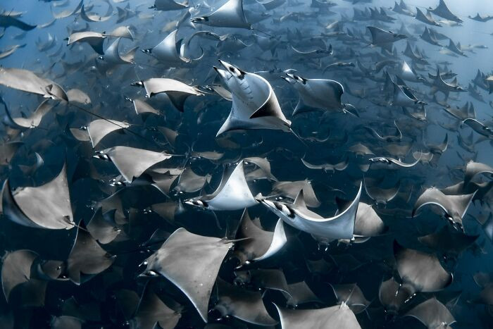 Ocean Photographer Of The Year 2020 - Nadia Aly