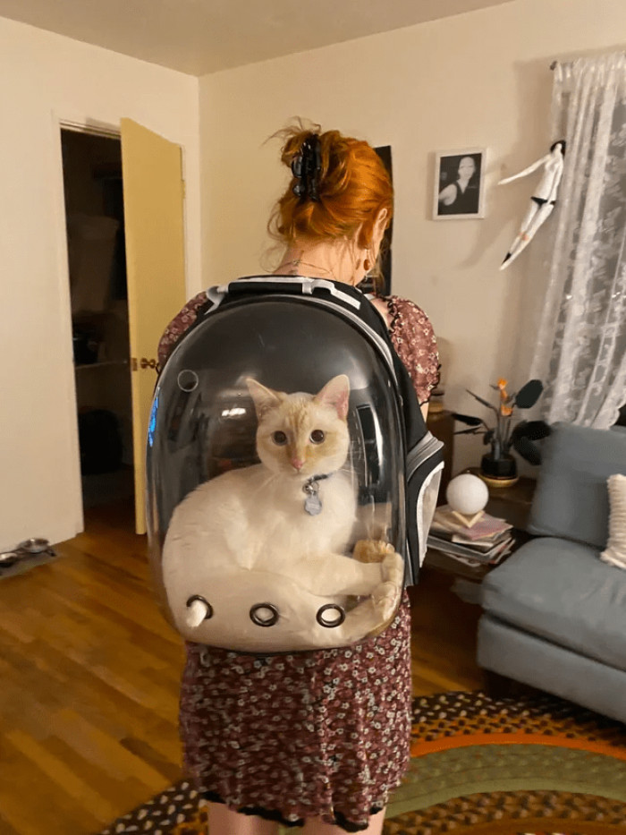 10. This cat is ready for an adventure.