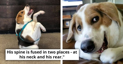 Family Adopts and Cherishes Dog Born with Unique Spine Condition, Demonstrating Unconditional Love