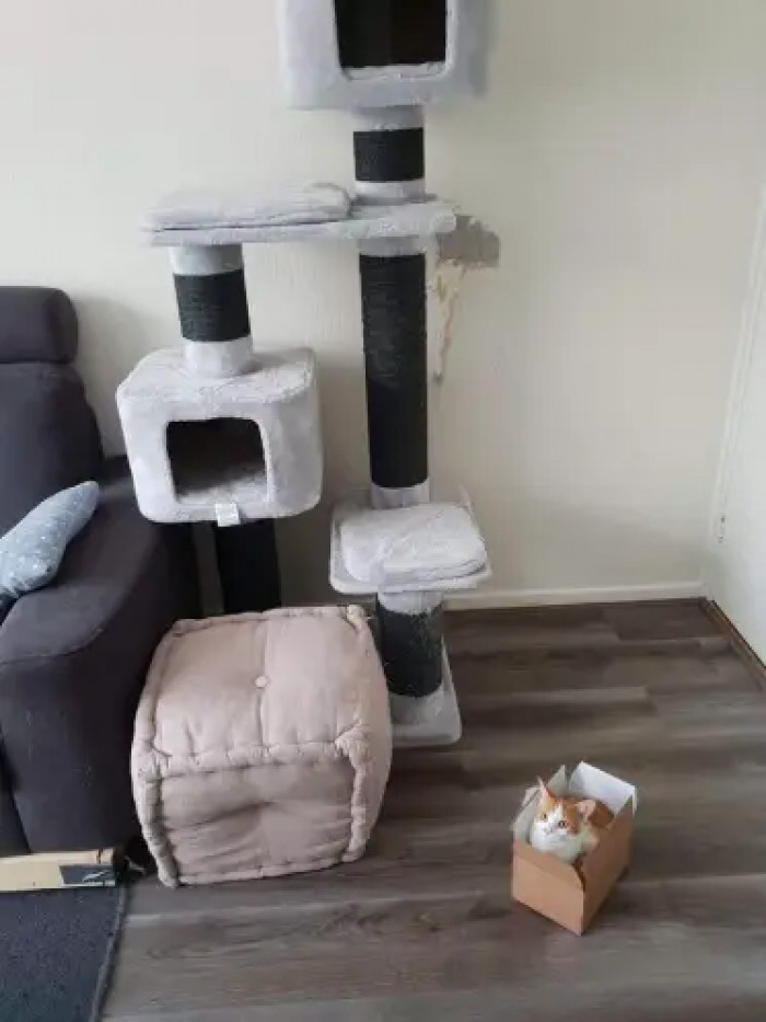 She ain't playing no weird hooman games