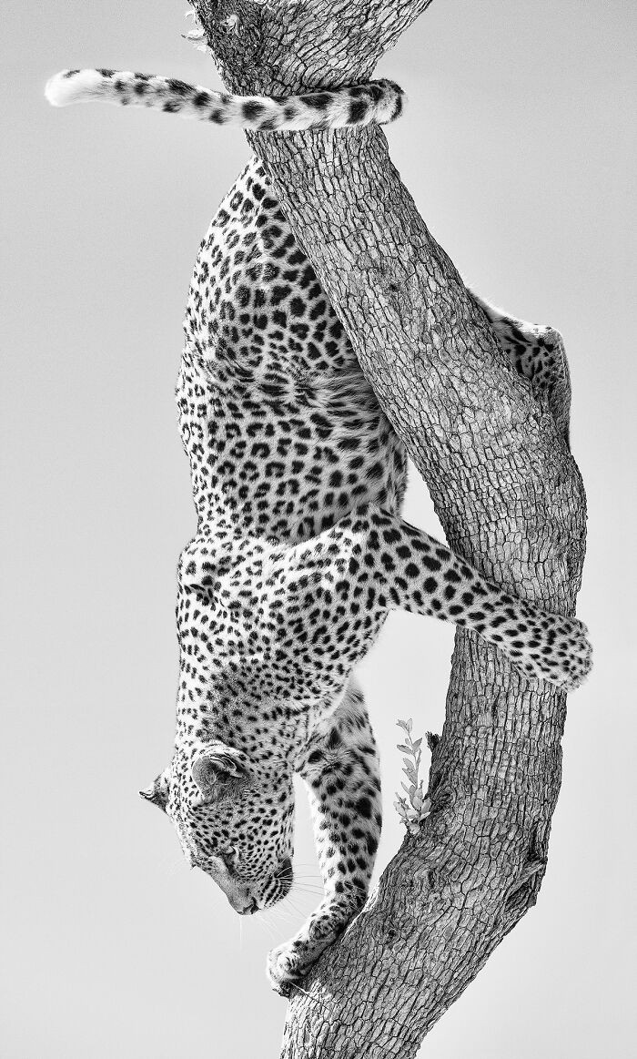 Leopard Descends Tree #1 From The Series 'Africa - In A Different Light' By Graham Hobart