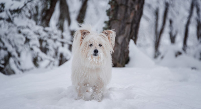 Winter and Snow Names