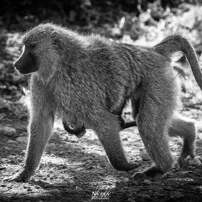 "Baby baboon peeking out from underneath her mother."