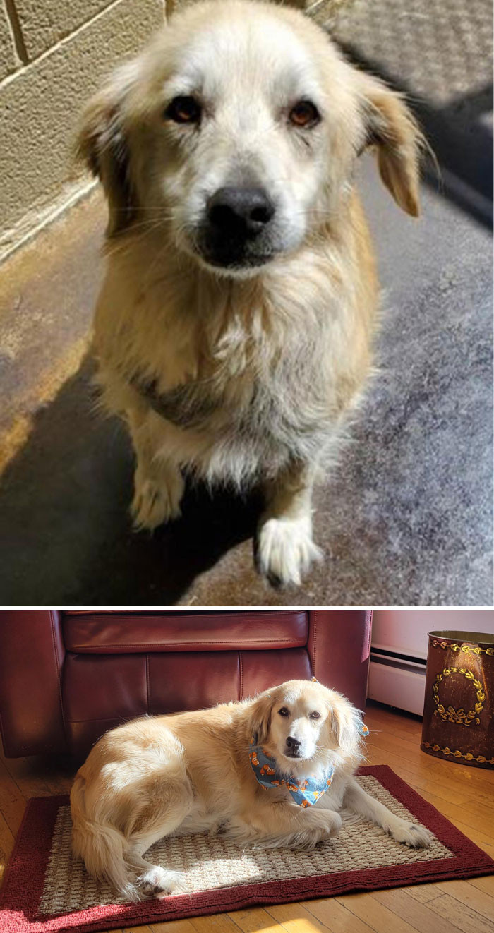 22. Our Senior Girl 6 Months Into Her Retirement