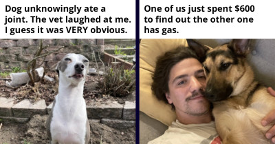 20 Comically Strange Reasons People Take Their Pets To The Vet, According To Twitter