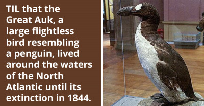 Meet the Great Auk, a Flightless Bird That Was Clumsy on Land but Agile in Water, Lived Around the North Atlantic Waters but Went Extinct in 1844