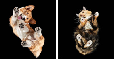 Professional Photographer Shares 22 Pictures Showing How Charming Cats And Dogs Look From Underneath