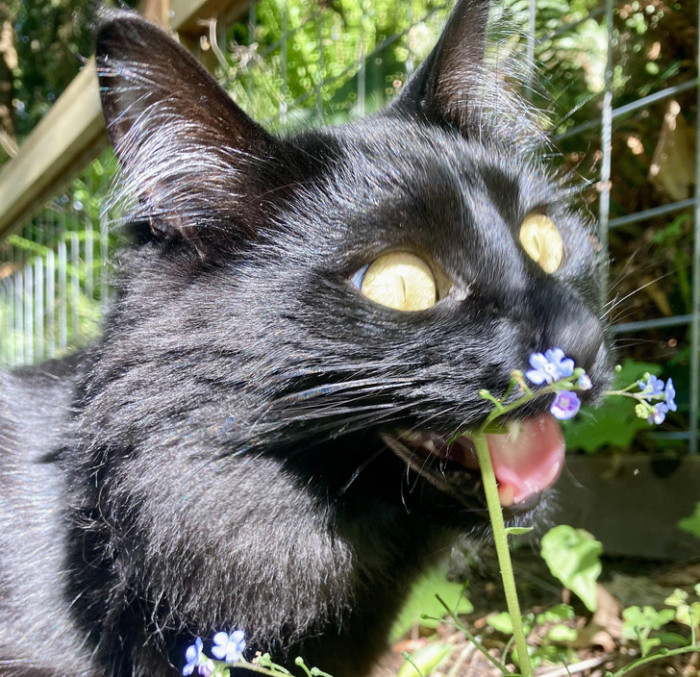 11. "This is Gus’s favorite plant. He specifically seeks it out every time we hang out in the garden."