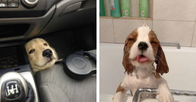 50 Adorable Pictures Revealing Why You Should Get A Dog Shared by a Group Online