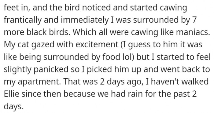 But they got away from the first bird onslaught safe and sound