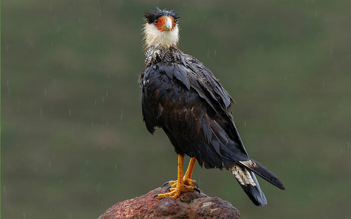 Crested Caracara