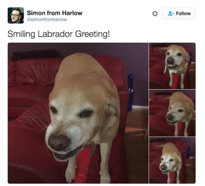 20. If you are lucky enough, you get to have a Lab that smiles.