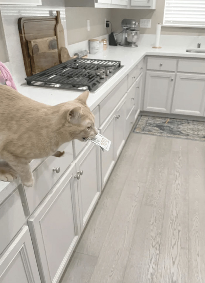 Here is the cat criminal in my house