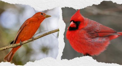 24 Red Birds: Species With Red Heads, Chests, and Bright Plumage
