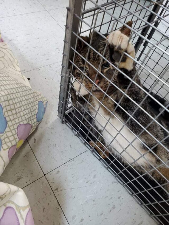 After the delicate procedure of removing the glass jar, the cat underwent a neutering procedure. He was later released in his old neighborhood.