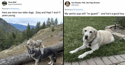 Dog Owners Celebrate Their Sweet Doggos With These Senior Citizen Appreciation Tweets