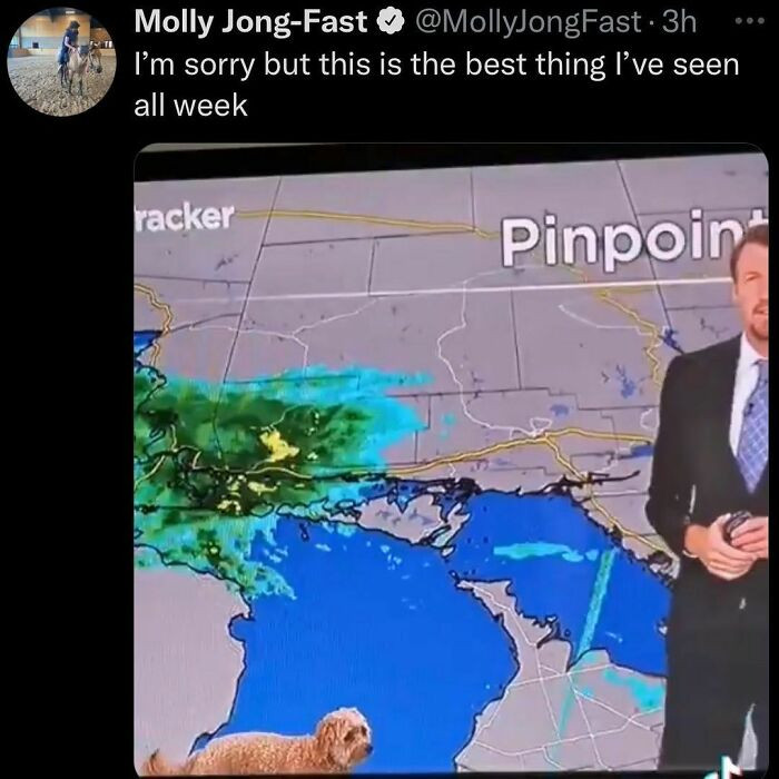 14. The best thing I've seen all week