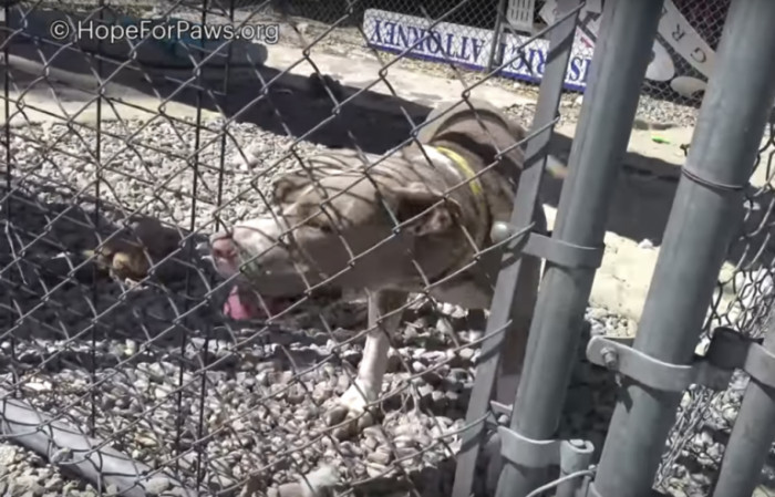 When Irene sees George, her tail and happy cries say it all!