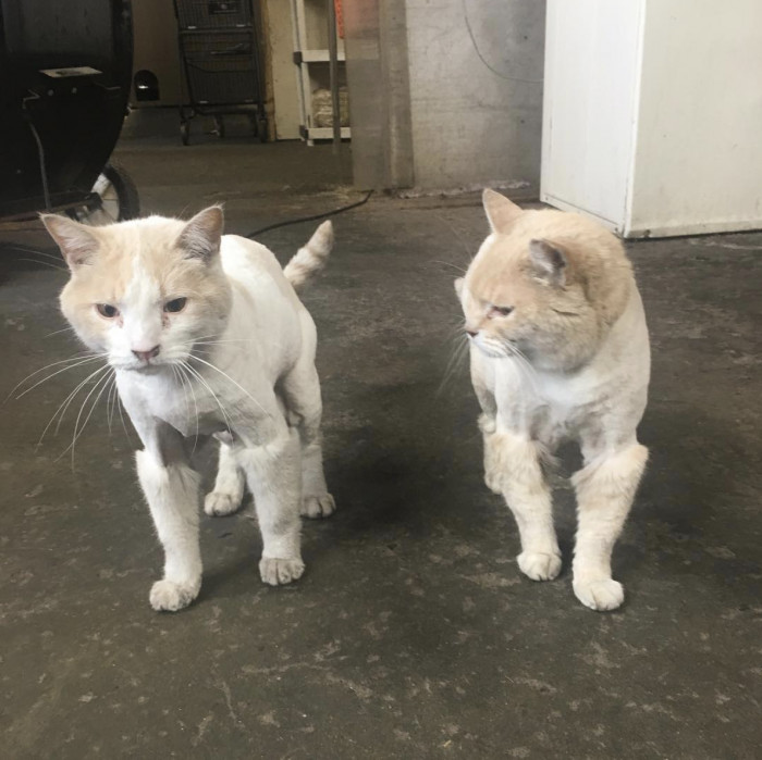 18. These bodega cats look like they're in an off-off-off Broadway production of, well, Cats