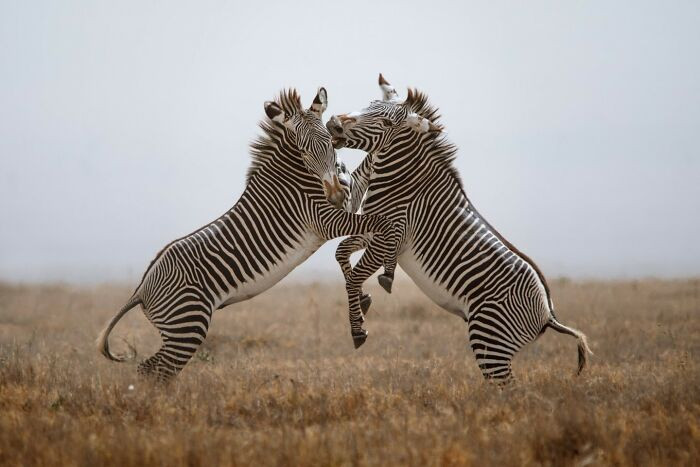 “Sparring Grevy's” By Elissa Title
