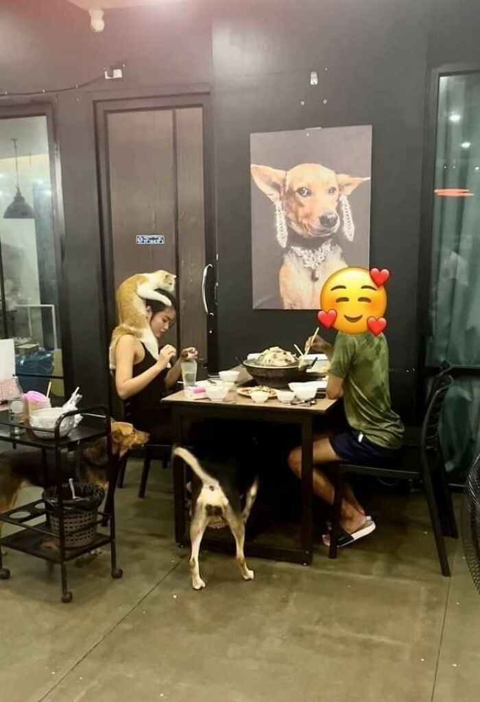 15. Dinner with friends, featuring one shoulder cat, two floor inspectors, and a glamorous dog portrait supervising everything.