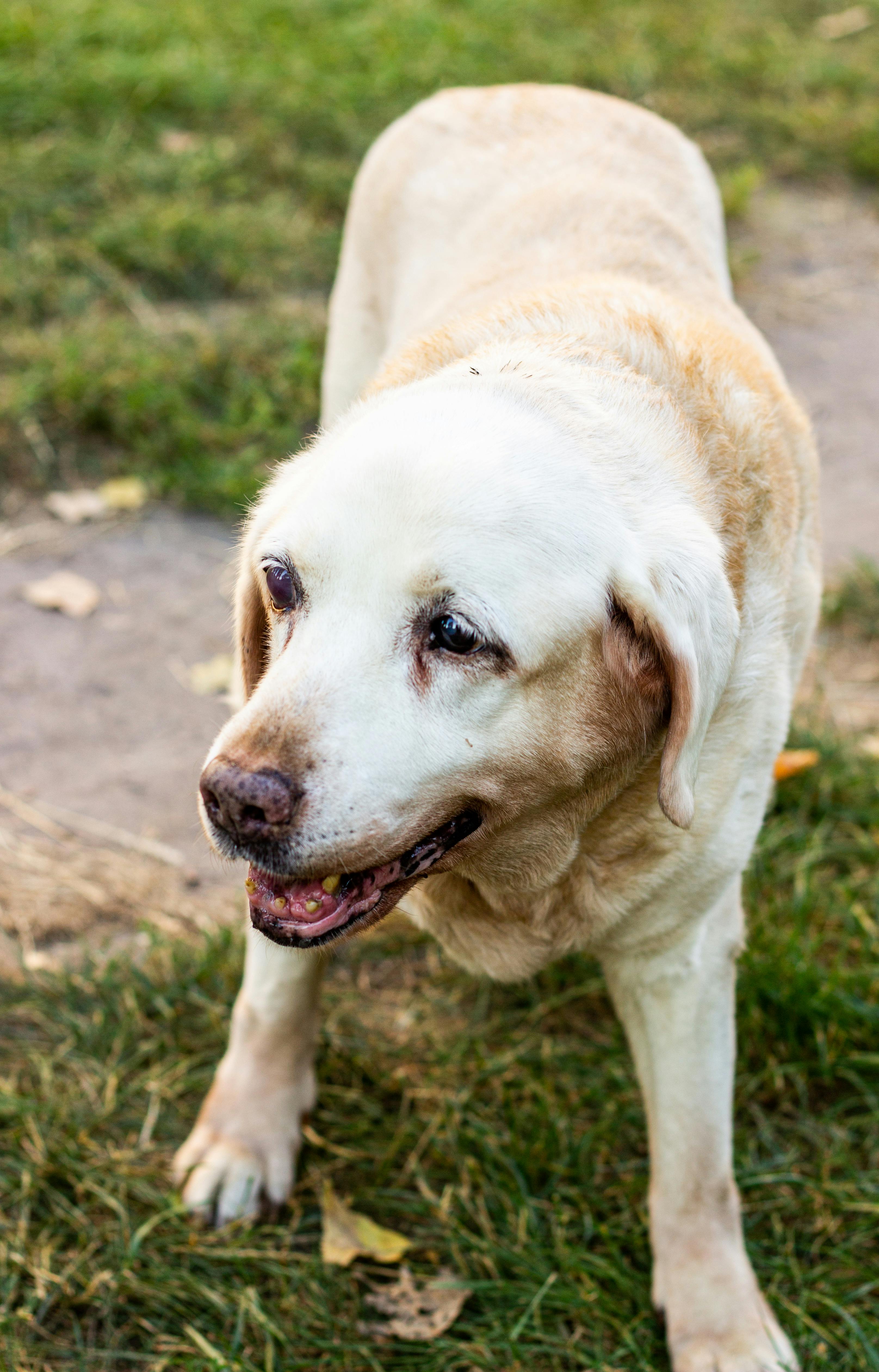 The age when a dog is considered “senior” depends largely on its size.
