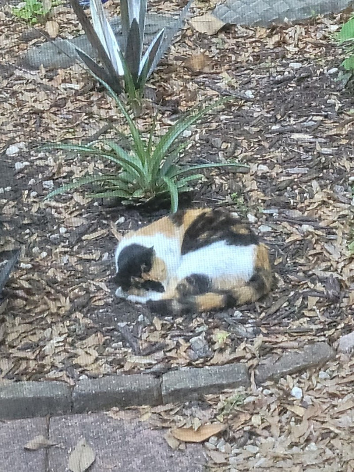 15. We're wondering what happened to the babies. But at least, she found her humans.