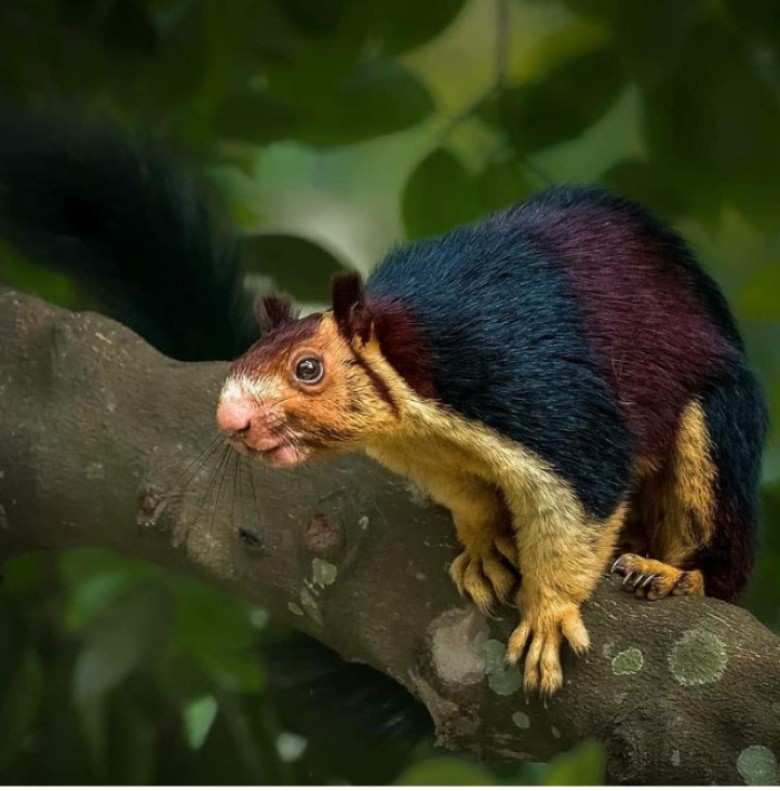 In the deep Indian forest, squirrel sightings offer a strikingly dissimilar appearance