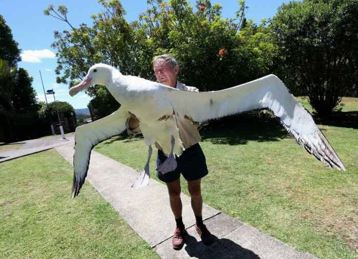 Royal Albatross, The Largest Flying Existing Bird Today