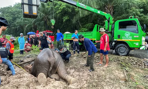 Officials from Khao Yai National Park and the Department of National Parks, Wildlife, and Plant Conservation tranquilized the mother elephant to safely rescue her baby.